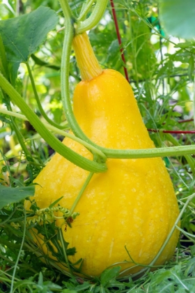 Picture of ISSAQUAH- WASHINGTON STATE- USA. YELLOW SUMMER SQUASH- GROWN TO A VERY LARGE SIZE.