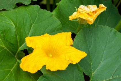 Picture of ISSAQUAH- WASHINGTON STATE- USA. BLOSSOM ON A SUMMER SQUASH PLANT.