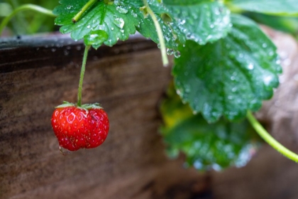Picture of ISSAQUAH- WASHINGTON STATE- USA. RIPE STRAWBERRY- WITH RAINDROPS- READY TO HARVEST.