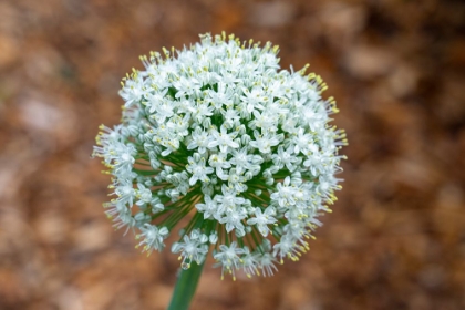 Picture of ISSAQUAH- WASHINGTON STATE- USA. ONION PLANT BOLTING- OR GONE TO SEED.