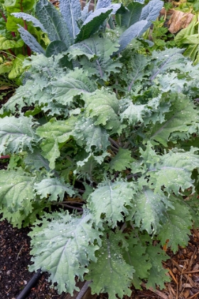 Picture of ISSAQUAH- WASHINGTON STATE- USA. RED RUSSIAN KALE PLANTS IN FRONT AND DINOSAUR KALE AT THE REAR.