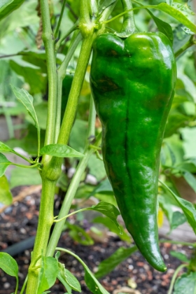 Picture of ISSAQUAH- WASHINGTON STATE- USA. POBLANO PEPPER PLANT- A MILD CHILI PEPPER DRIED.