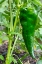 Picture of ISSAQUAH- WASHINGTON STATE- USA. POBLANO PEPPER PLANT- A MILD CHILI PEPPER DRIED.