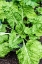 Picture of ISSAQUAH- WASHINGTON STATE- USA. FORDHOOK GIANT SWISS CHARD PLANT
