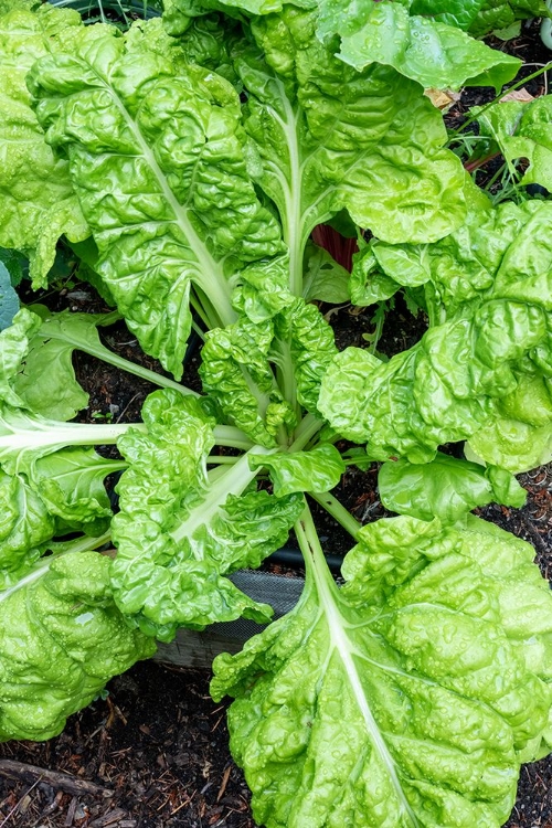 Picture of ISSAQUAH- WASHINGTON STATE- USA. FORDHOOK GIANT SWISS CHARD PLANT