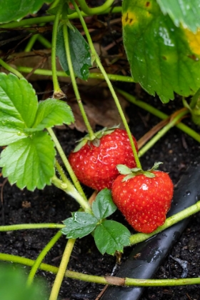 Picture of ISSAQUAH- WASHINGTON STATE- USA. RIPE STRAWBERRIES READY TO HARVEST