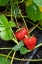 Picture of ISSAQUAH- WASHINGTON STATE- USA. RIPE STRAWBERRIES READY TO HARVEST