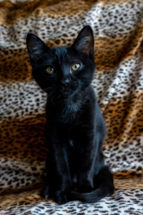 Picture of TWO MONTH OLD BLACK KITTEN 