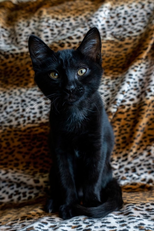 Picture of TWO MONTH OLD BLACK KITTEN 