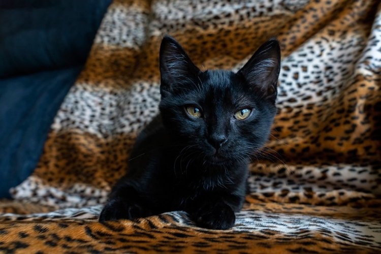 Picture of TWO MONTH OLD BLACK KITTEN 