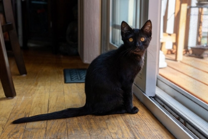 Picture of TWO MONTH OLD BLACK KITTEN SITTING BY A SLIDING GLASS DOOR 