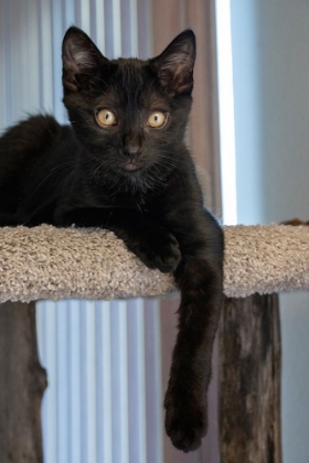 Picture of TWO MONTH OLD BLACK KITTEN RESTING ON A CAT TOWER