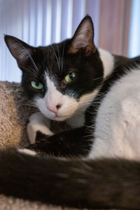 Picture of BLACK AND WHITE CAT RESTING ON ITS CAT TOWER