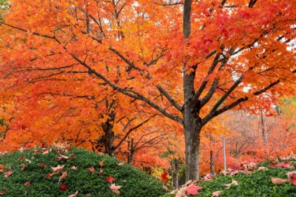 Picture of RENTON- WASHINGTON STATE- USA. COLORFUL RED MAPLE TREES IN AUTUMN