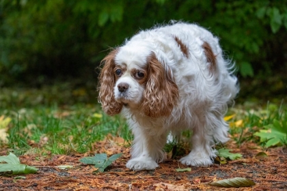 Picture of ISSAQUAH- WASHINGTON STATE- USA. SAD-LOOKING- ELDERLY CAVALIER KING CHARLES SPANIEL