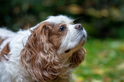 Picture of ISSAQUAH- WASHINGTON STATE- USA. ELDERLY CAVALIER KING CHARLES SPANIEL SNIFFING THE AIR.