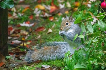 Picture of ISSAQUAH- WASHINGTON STATE- USA. WESTERN GREY SQUIRREL ON THE GROUND EATING A NUT