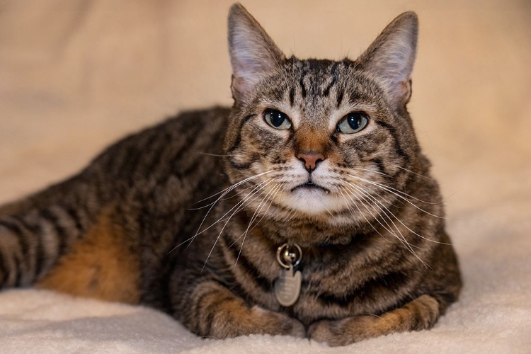 Picture of ISSAQUAH- WASHINGTON STATE- USA. TEN YEAR OLD AMERICAN SHORT-HAIRED CAT.