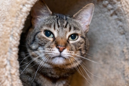 Picture of ISSAQUAH- WASHINGTON STATE- USA. TEN YEAR OLD AMERICAN SHORT-HAIRED CAT.