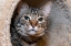 Picture of ISSAQUAH- WASHINGTON STATE- USA. TEN YEAR OLD AMERICAN SHORT-HAIRED CAT.