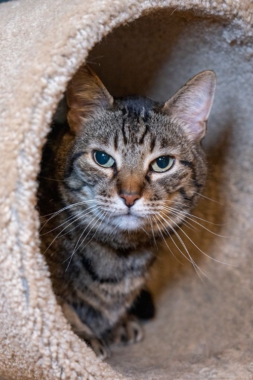 Picture of ISSAQUAH- WASHINGTON STATE- USA. TEN YEAR OLD AMERICAN SHORT-HAIRED CAT.