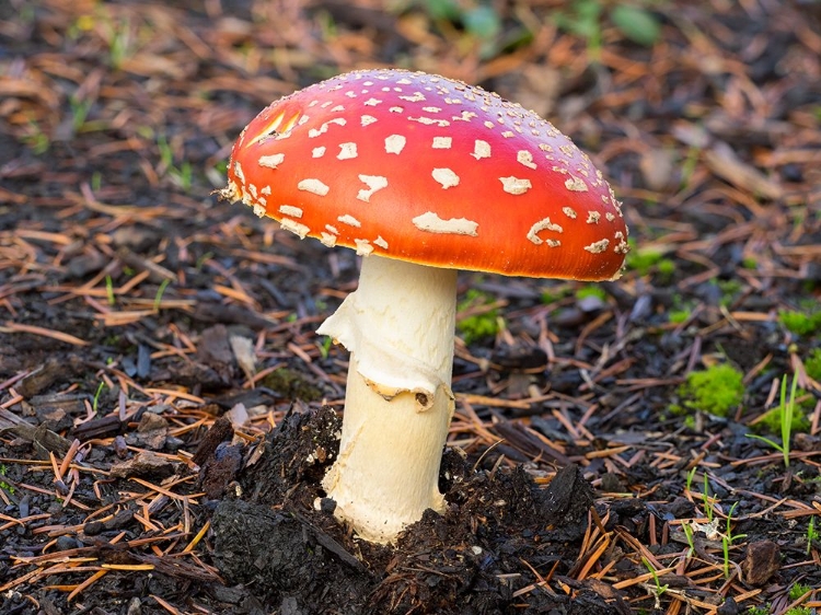 Picture of WASHINGTON STATE- FLY AGARIC MUSHROOM.