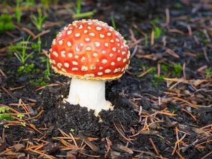 Picture of WASHINGTON STATE- FLY AGARIC MUSHROOM.