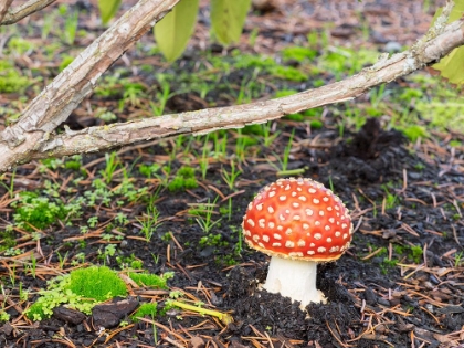 Picture of WASHINGTON STATE- FLY AGARIC MUSHROOM.