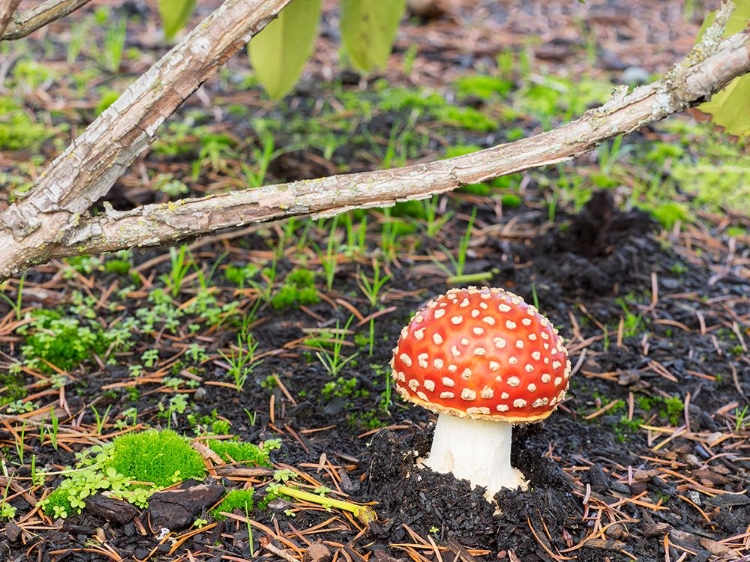 Picture of WASHINGTON STATE- FLY AGARIC MUSHROOM.