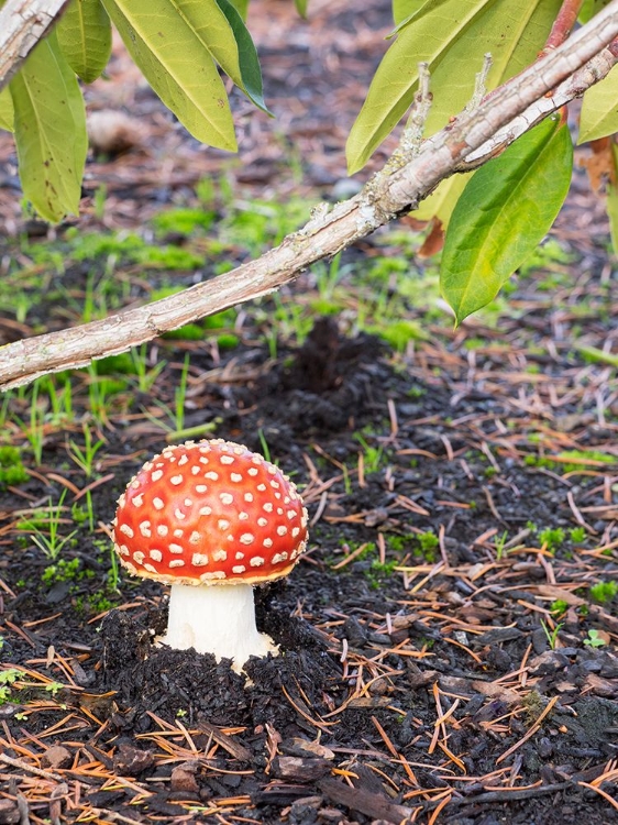 Picture of WASHINGTON STATE- FLY AGARIC MUSHROOM.