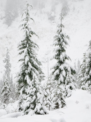 Picture of WASHINGTON STATE- CENTRAL CASCADES. SNOW COVERED FIR TREES