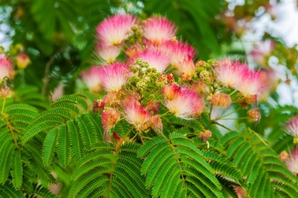 Picture of MIMOSA TREE FLOWERS. SEATTLE- WASHINGTON.