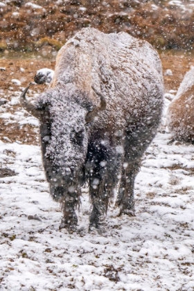 Picture of USA- WYOMING- YELLOWSTONE NATIONAL PARK. BISON IN FALLING SNOW.