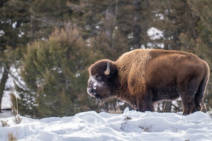 Picture of USA- WYOMING- YELLOWSTONE NATIONAL PARK. BISON EATING IN SNOW.