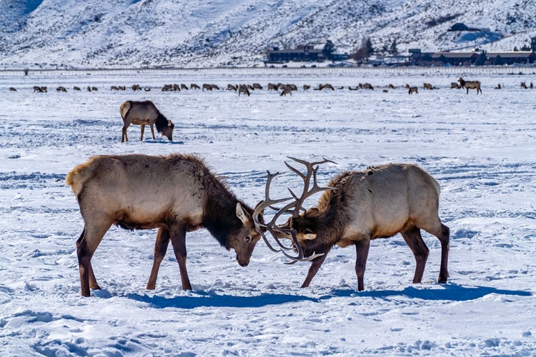 Picture of USA- WYOMING- NATIONAL ELK REFUGE. BULL ELKS SPARRING.