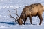 Picture of USA- WYOMING- NATIONAL ELK REFUGE. BULL ELK SEEKING FOOD BENEATH SNOW.