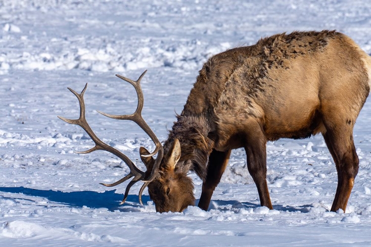 Picture of USA- WYOMING- NATIONAL ELK REFUGE. BULL ELK SEEKING FOOD BENEATH SNOW.