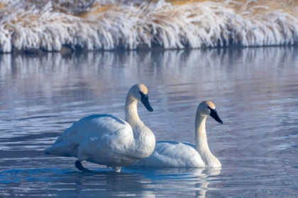 Picture of USA- WYOMING- JACKSON NATIONAL FISH HATCHERY. TRUMPETER SWAN PAIR ON POND IN WINTER.