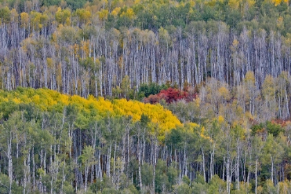 Picture of USA- WYOMING. KEBLER PASS WITH ASPEN GROVE IN FALL COLOR