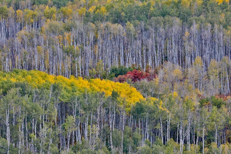 Picture of USA- WYOMING. KEBLER PASS WITH ASPEN GROVE IN FALL COLOR