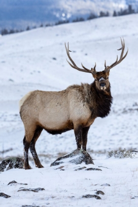Picture of USA- WYOMING- YELLOWSTONE NATIONAL PARK. LONE BULL ELK IN SNOW