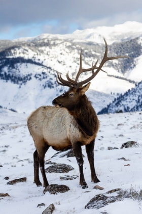 Picture of USA- WYOMING- YELLOWSTONE NATIONAL PARK. LONE BULL ELK IN SNOW