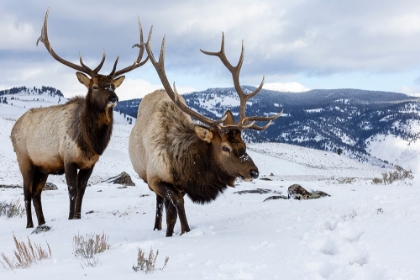 Picture of USA- WYOMING- YELLOWSTONE NATIONAL PARK. PAIR OF BULL ELK IN SNOW