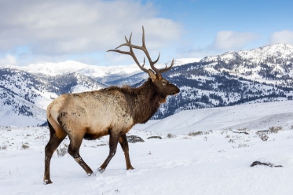 Picture of USA- WYOMING- YELLOWSTONE NATIONAL PARK. LONE BULL ELK IN SNOW