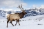 Picture of USA- WYOMING- YELLOWSTONE NATIONAL PARK. LONE BULL ELK IN SNOW