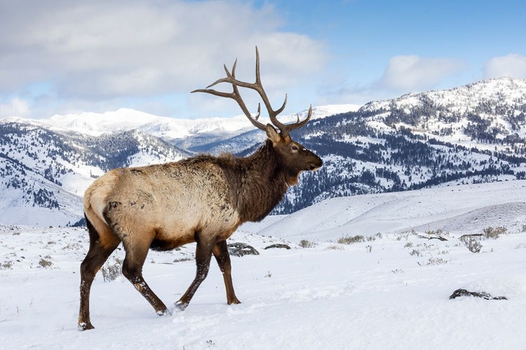 Picture of USA- WYOMING- YELLOWSTONE NATIONAL PARK. LONE BULL ELK IN SNOW