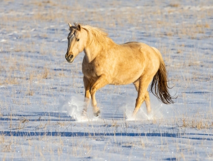 Picture of USA- SHELL- WYOMING. HIDEOUT RANCH LONE HORSE IN SNOW. 