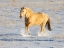 Picture of USA- SHELL- WYOMING. HIDEOUT RANCH LONE HORSE IN SNOW. 