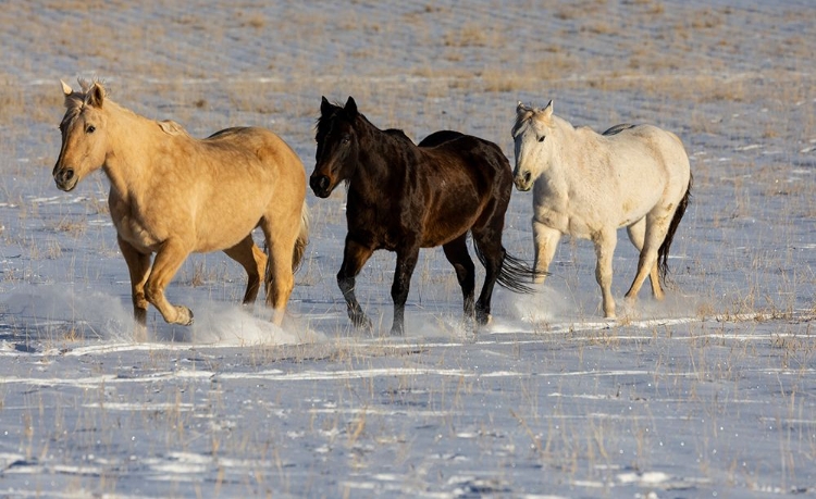 Picture of USA- SHELL- WYOMING. HIDEOUT RANCH WITH SMALL HERD OF HORSES IN SNOW. 