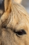 Picture of USA- SHELL- WYOMING. HIDEOUT RANCH CLOSE-UP OF HORSES EYE. 